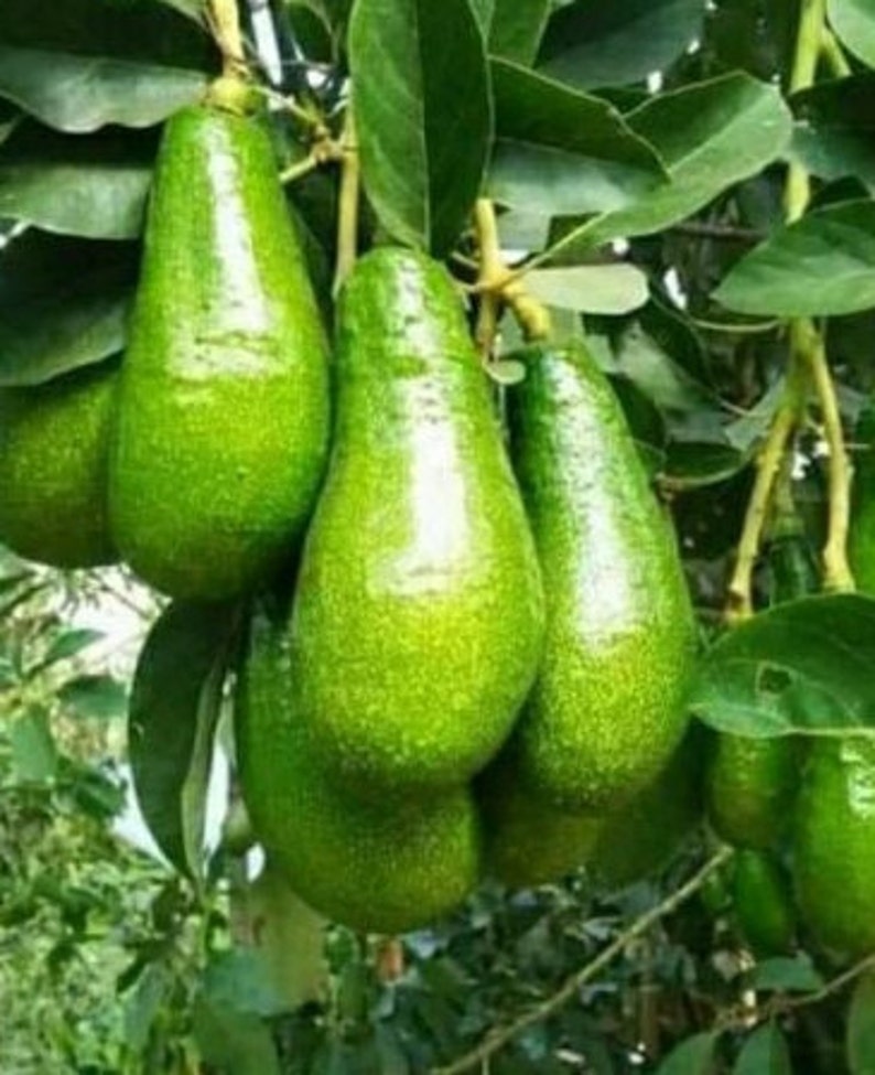 Grafted Russell Avocado Tree in 3 Gallon Pot - Persea americana - Tropical Fruit Tree for Home Garden
