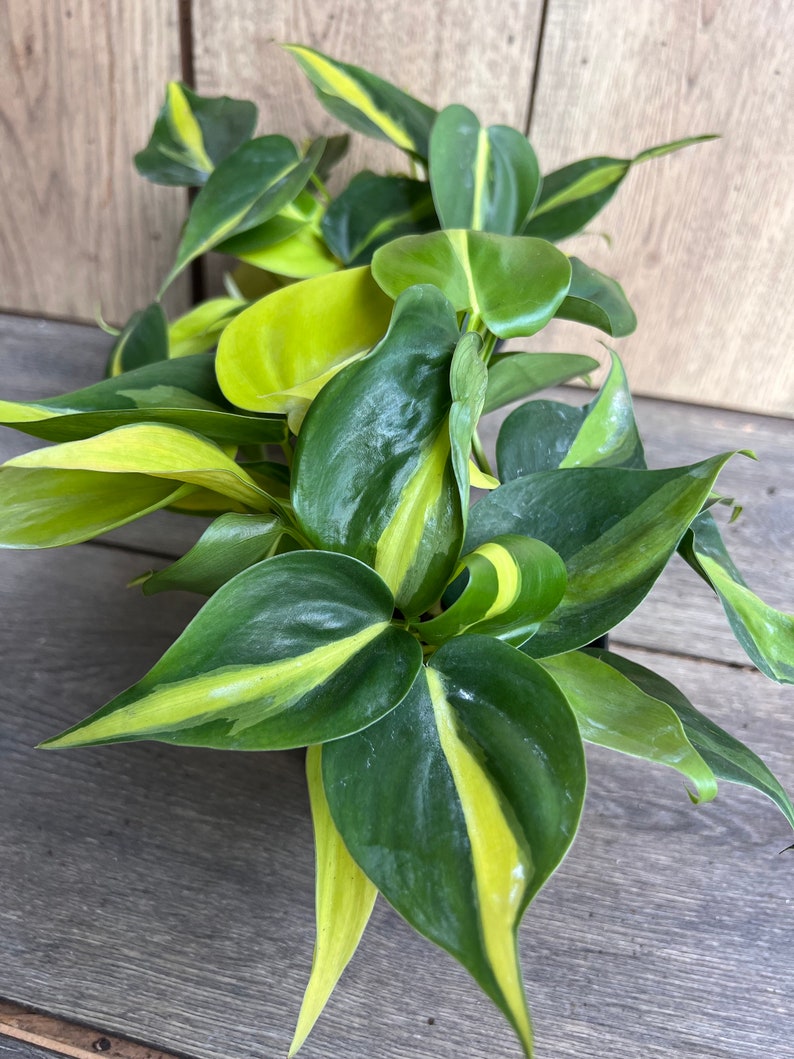 variegated heartleaf philodendron Philodendron Brasil 4” Pot | Variegated Heart Leaf Plant