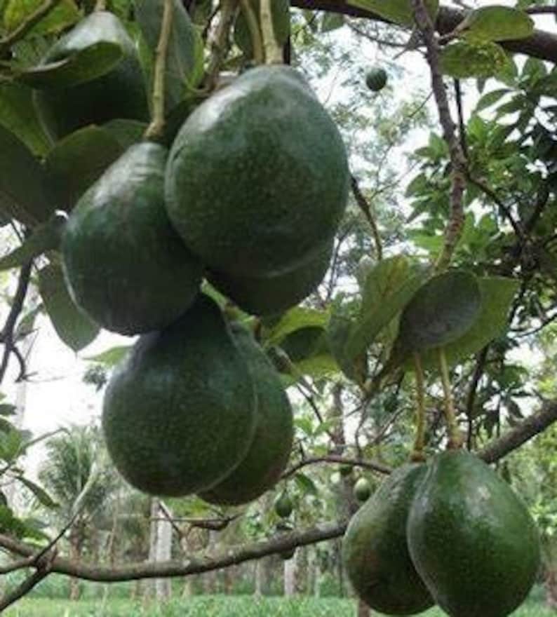 Catalina Avocado Tree in 3 Gallon Pot, Grafted, Persea americana, Indoor/Outdoor Edible Plant, Ideal for Home Gardens