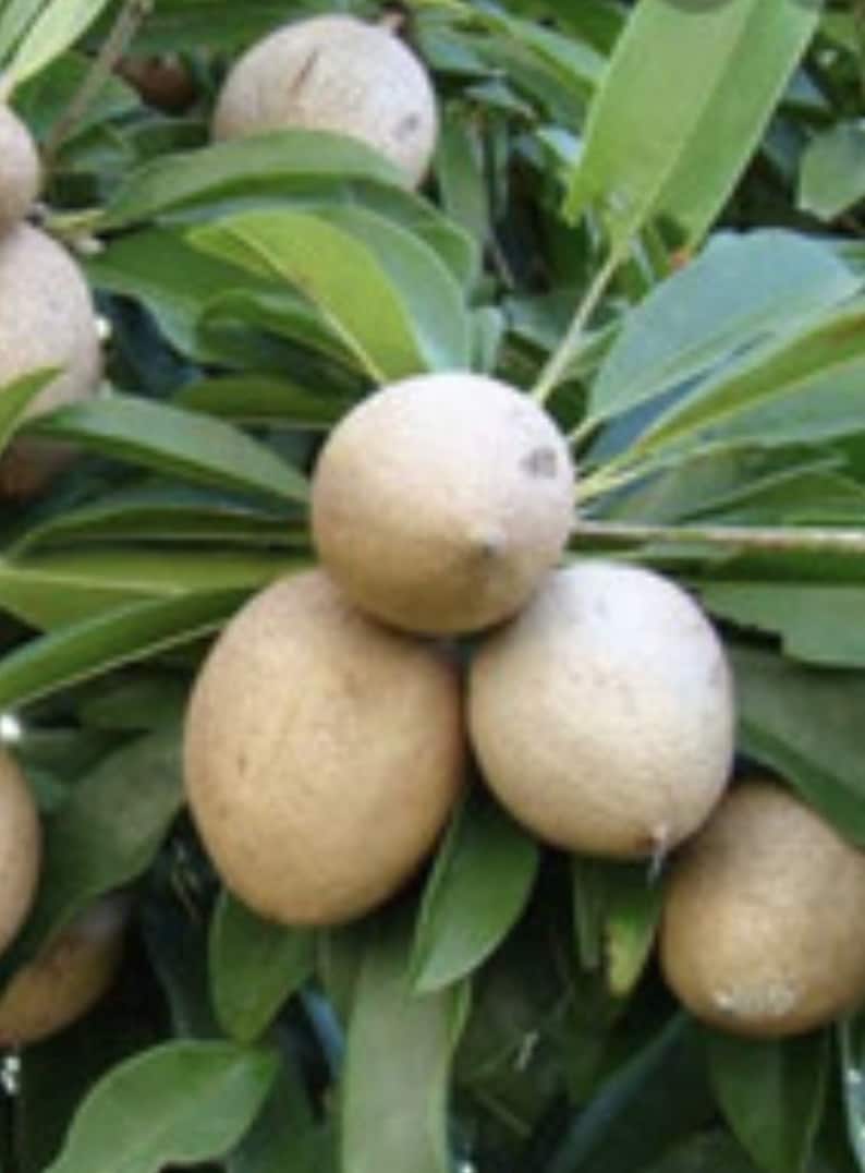 Mamey Sapote Tree in 1/2 Gallon Pot | Pouteria sapota | Sweet Tropical Fruit Plant for Gardens and Yards
