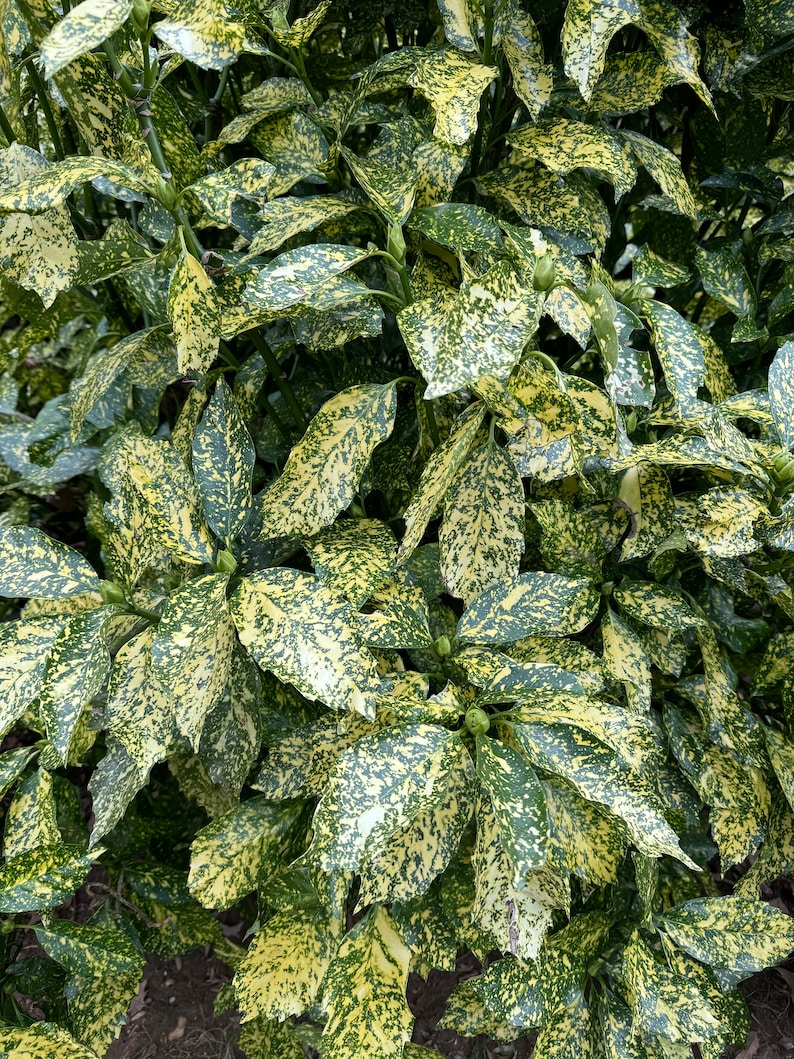 Gold Dust Aucuba 3 Gallon Live Plant – Aucuba japonica Variegated Evergreen Shrub for Shade Garden Landscape