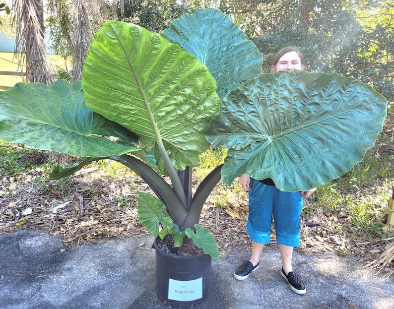 Alocasia 'Dark Star' Elephant Ear Plant - 10" Indoor Plant - Cold Tolerant - Tropical Foliage - Ideal for Home Decor