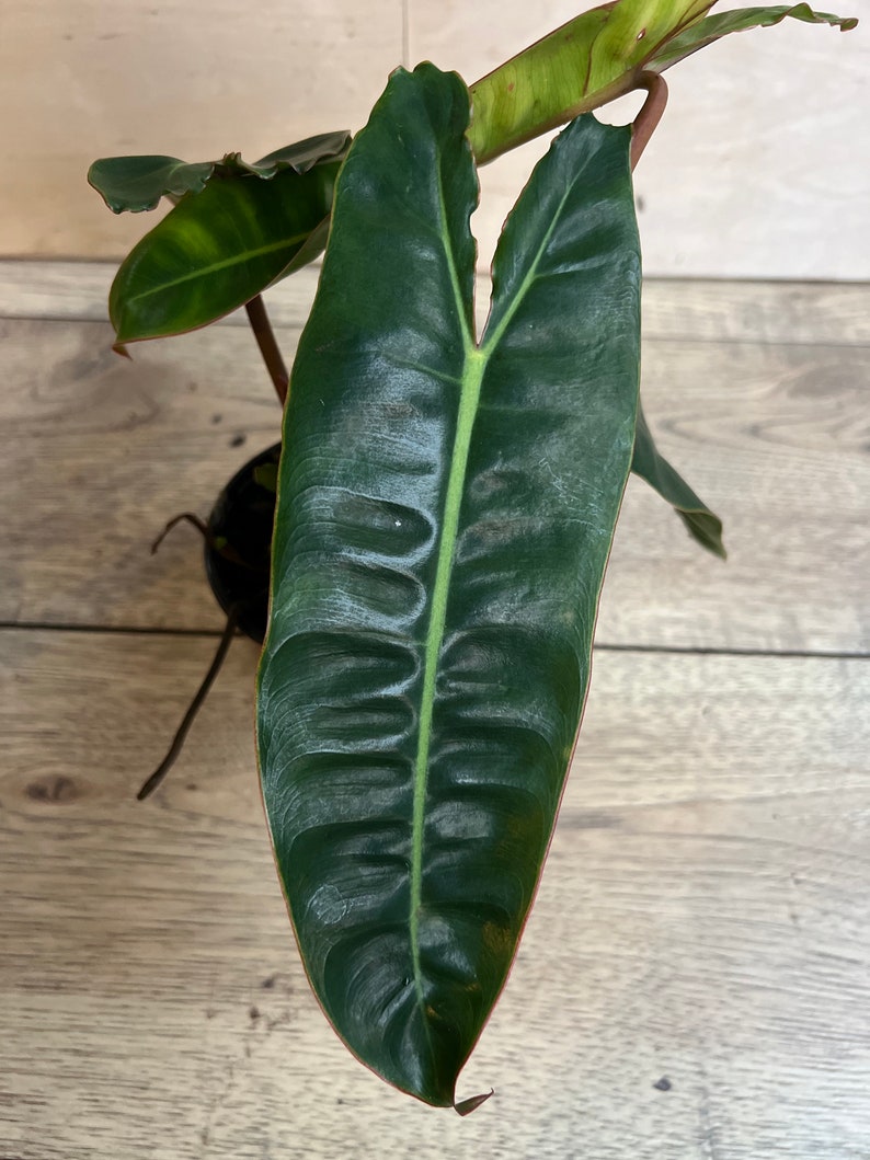 Philodendron Billietiae 4