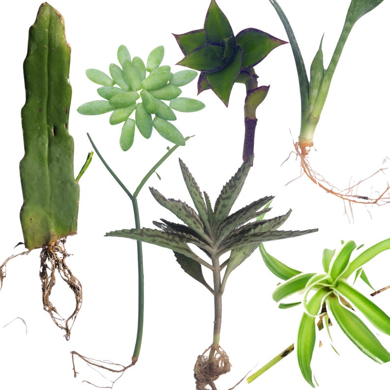 7 Indoor Plant Cuttings Variety Pack - Unique Succulents & Houseplants - Epiphyllum, Sedum, Euphorbia, Kalanchoe & More