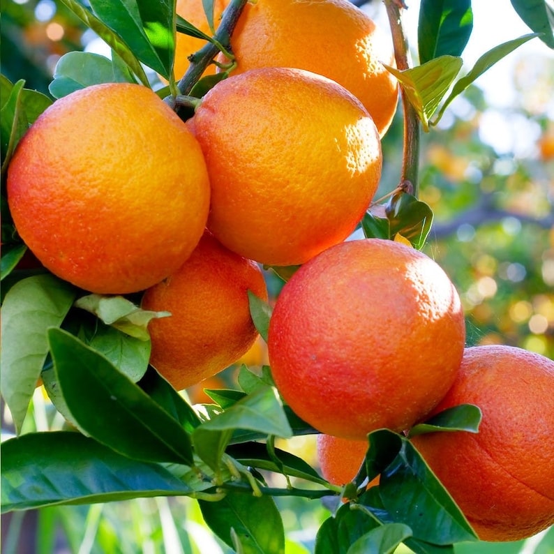 Blood Orange Tree in 1/2 Gallon Pot, Grafted Sinensis Moro, Citrus Sinensis - Florida Shipping Only