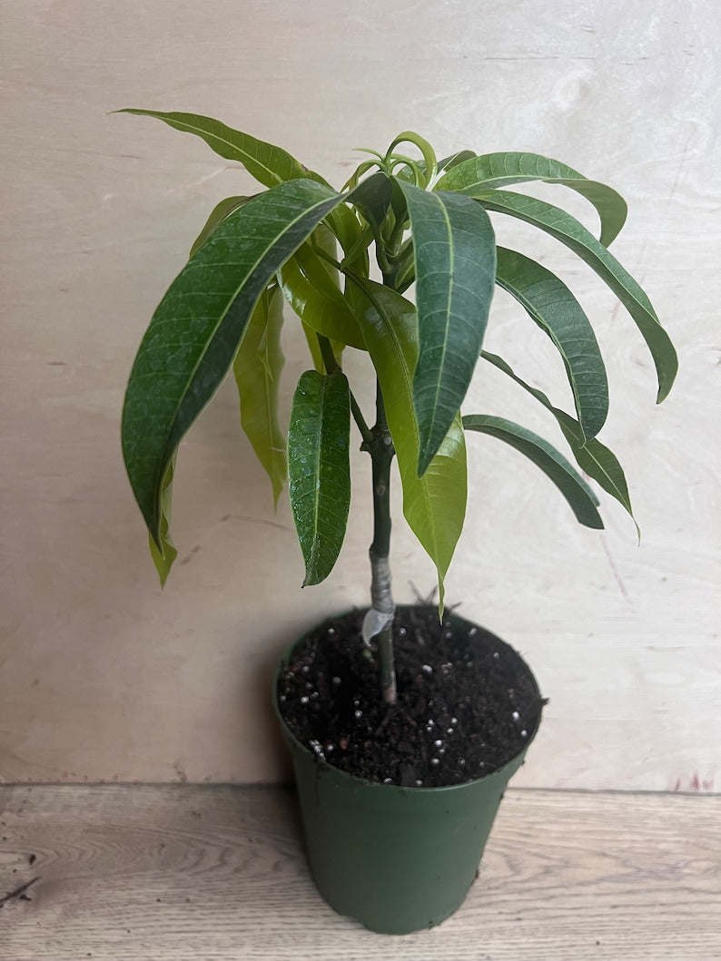 Manila Mango Tree in 10" Pot, Grafted - Ataulfo Mango, Sweet Flavor, Tropical Fruit (Mangifera indica)