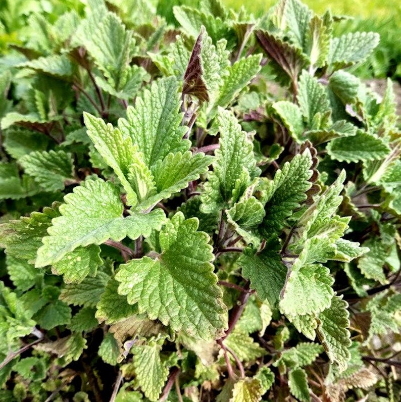 Catnip Live Cuttings - 5 Organic Unrooted Clippings for Propagation - Nepeta cataria - Perennial Herb for Teas & Cooking