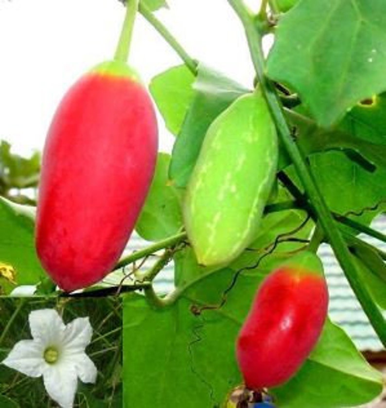 Organic Tindora Live Plant in Half Gallon Pot, Ivy Scarlet Gourd, Kowai Fruit - Fast Growing Vine, Easy Care