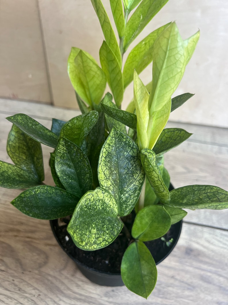 ZZ Chameleon Plant in 6" Pot - Zamioculcus zamiifolia - Colorful Low-M   Jayme Garden