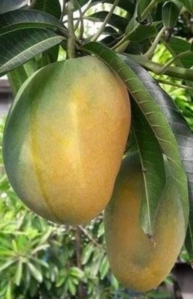 Manila Mango Tree in 10" Pot, Grafted, Ataulfo Mango, Sweet Fruit, Tropical Plant, Mangifera indica
