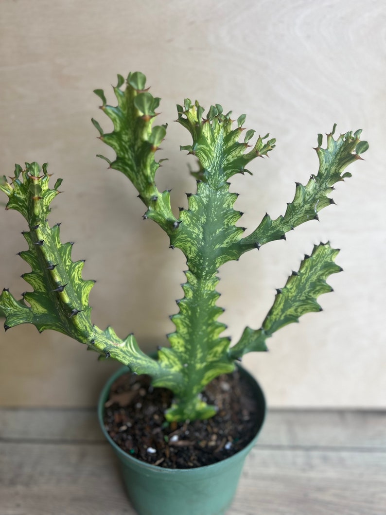 succulent dragon plant Euphorbia Lactea Variegated Dragon Bone Succulent 6" Pot, Rare Lacei V – Jayme Garden