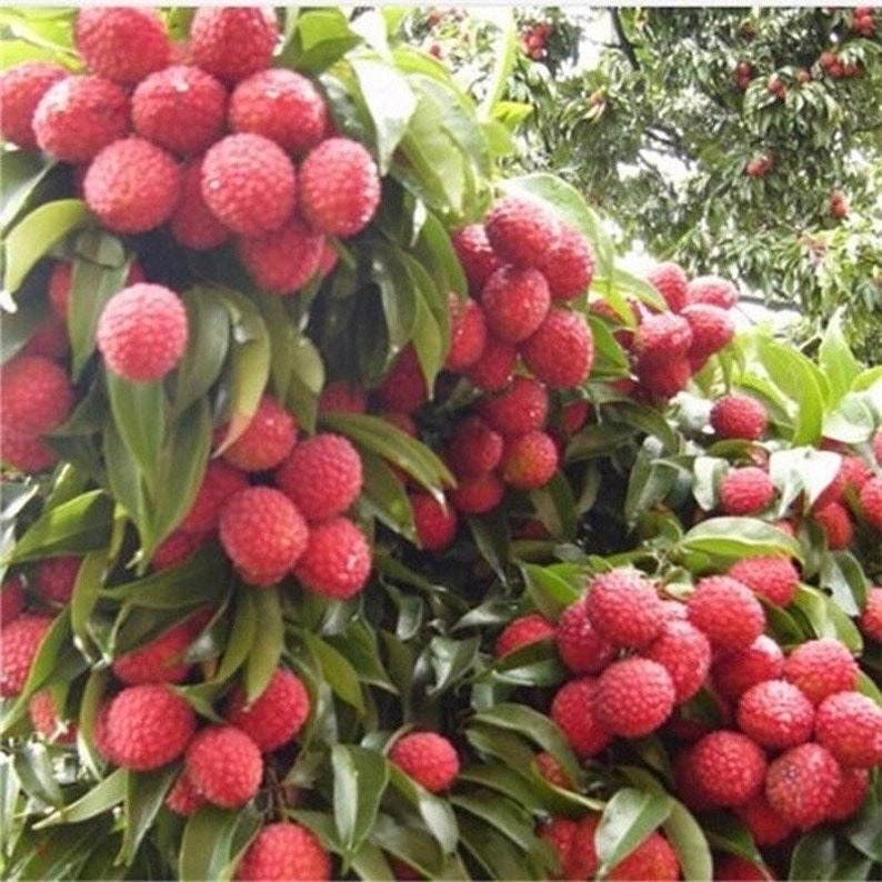 Mauritius Lychee Tree in 6" Pot - Litchi chinensis, Early-Producing Tropical Fruit, Air Layered, Ideal for South Florida