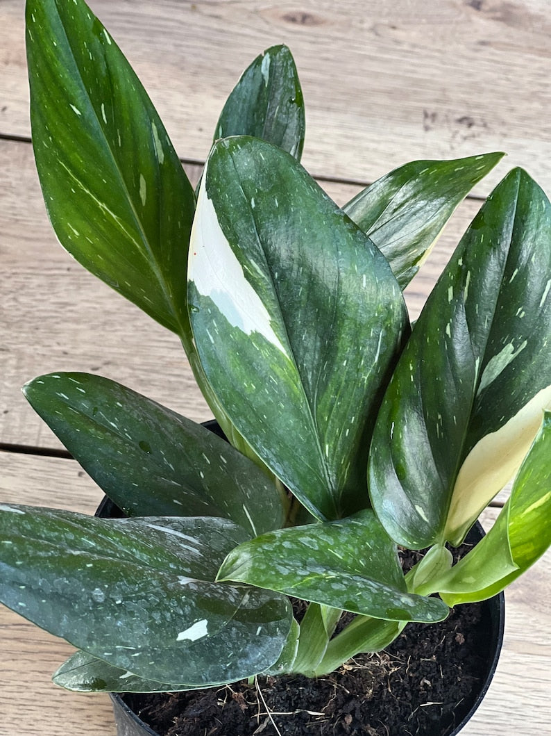 monstera standleyana albo care Monstera Standleyana Albo in 6" Pot