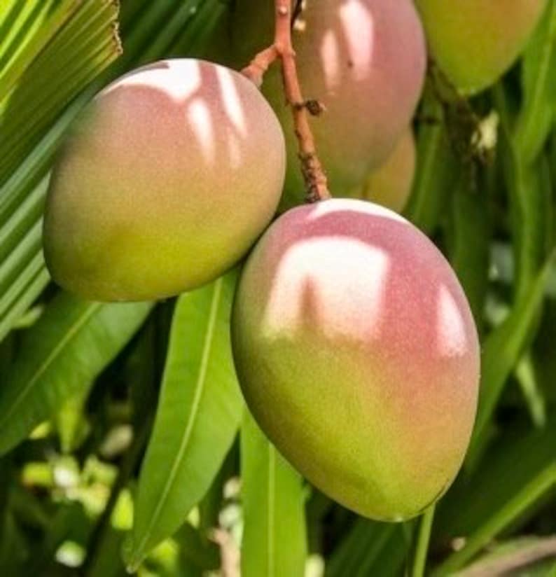 Karen Michelle Mango Tree in 3 Gallon Pot - Grafted Variety, Delicious Flavor, Mangifera indica