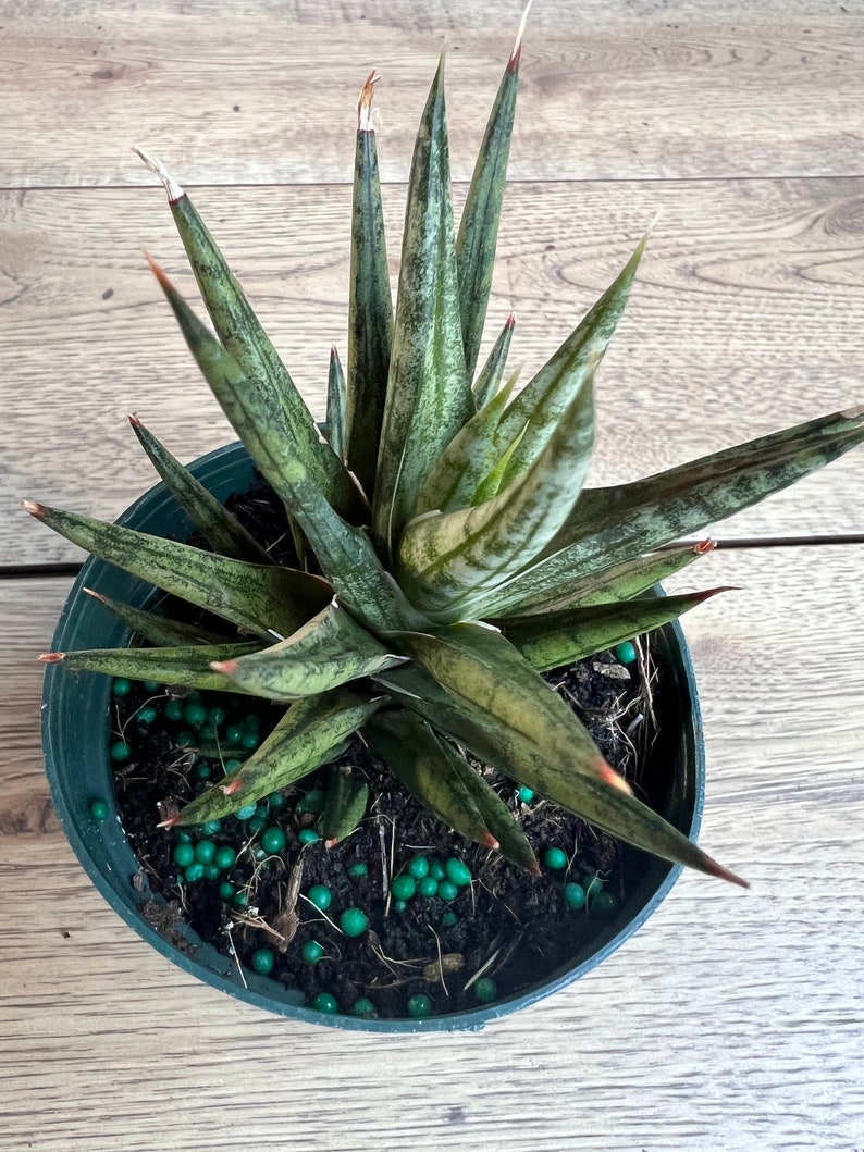 francisii sansevieria Sansevieria francisii 4” Pot