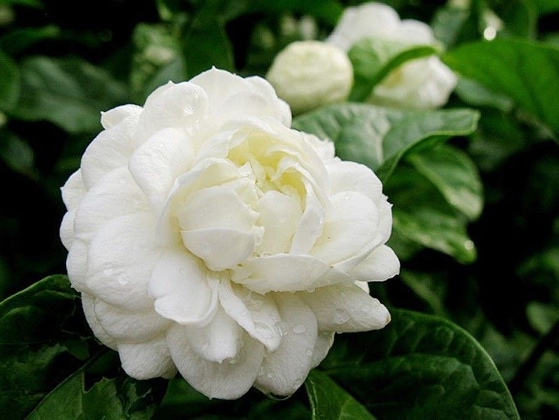 Jasmine Plant 10" Pot Grand Duke of Tuscany Fragrant Flowers Jasminum   Jayme Garden