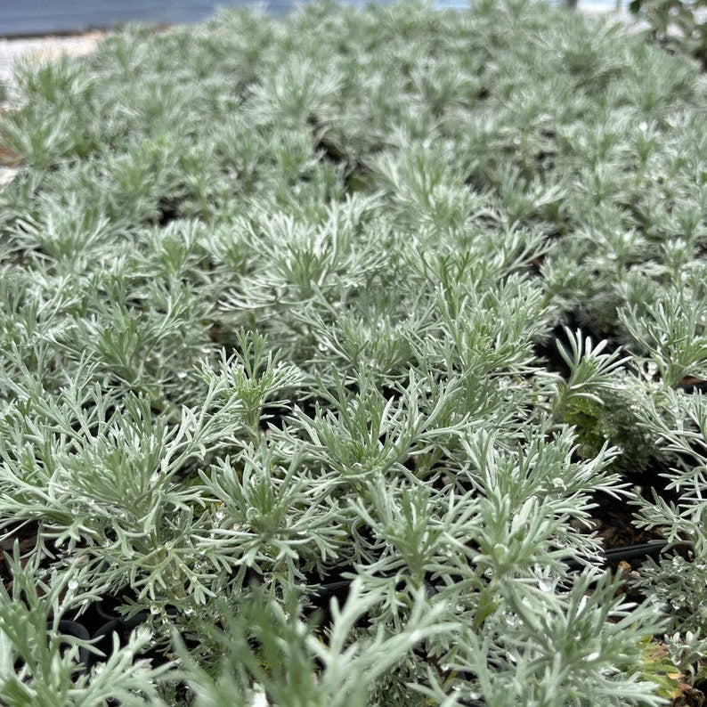 wormwood potted plant Wormwood Plant 3.5" Pot Silver Mound Artemisia schmidtiana Live Plant – Jayme Garden