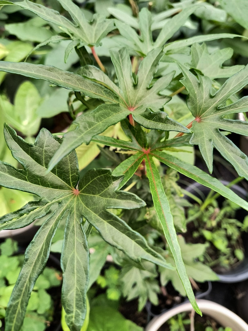 8 leafed house plant Organic South Sea Salad Tree 8-14 Inch in Half Gallon Pot