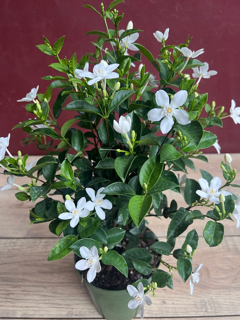 Asian Snow Jasmine Plant in 6" Pot - Wrightia antidysenterica - Evergreen Shrub with White Flowers - Low Maintenance Garden Plant
