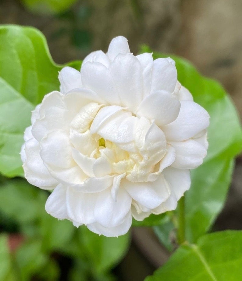 Jasmine Plant in 6" Pot, Grand Duke of Tuscany, Fragrant White Flowers, Jasmine sambac
