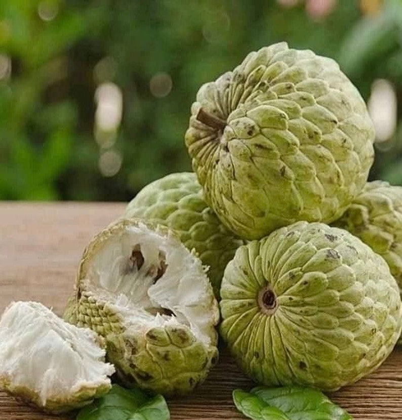 Sugar Apple Plant in 10" Pot, Srikaya, Annona Squamosa, Sweet Custard Fruit Tree for Home Garden