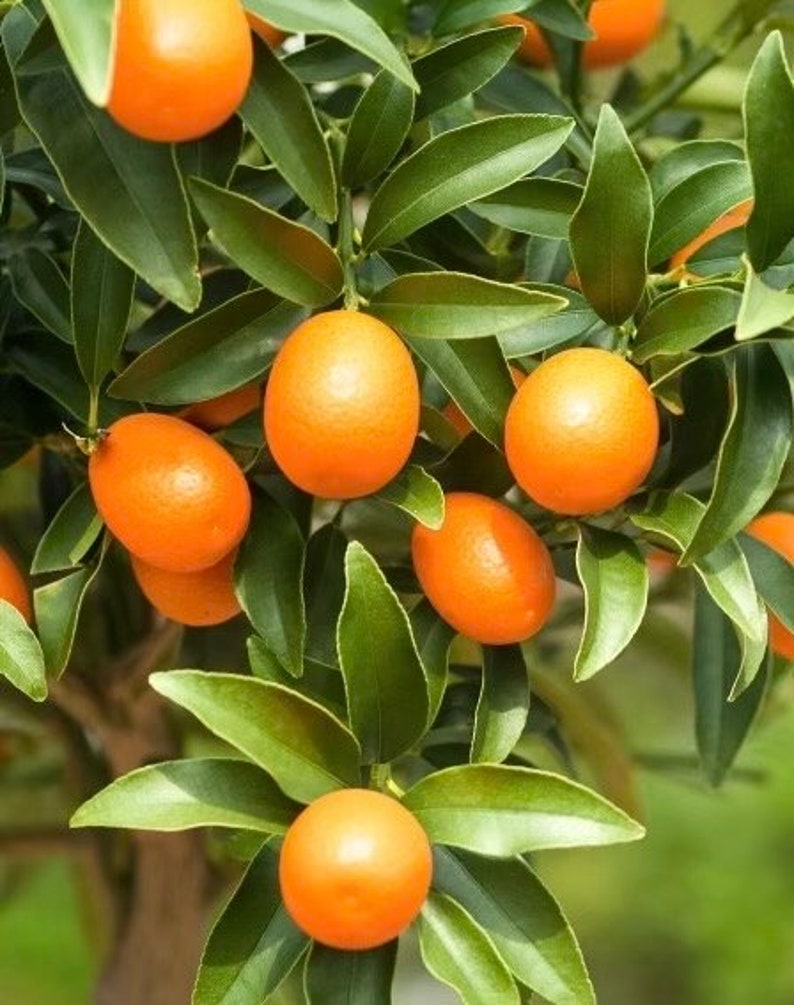 Meiwa Kumquat Tree in Half Gallon Pot - Citrus japonica - Sweet Golden-Orange Fruit - Florida Shipping Only