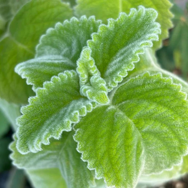 Live Plant 4" Pot - Australian Lemon Leaf 'Mt. Carbine' (Plectranthus bellus) - Lamiaceae - Full Sun to Part Shade