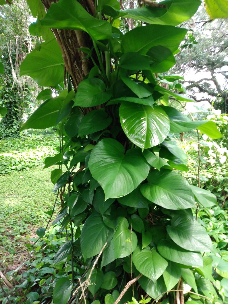 pothos giant Giant Hawaiian Green Pothos Cutting - 1 Rooted + 1 Free Cutting