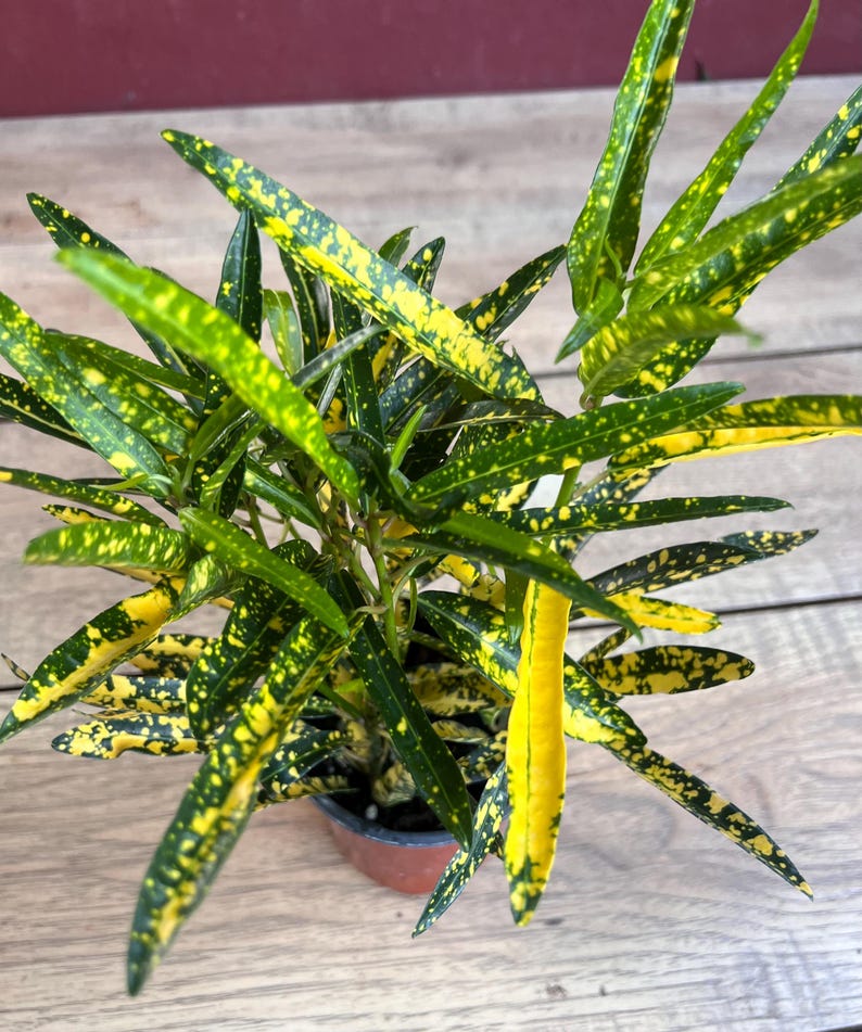 codiaeum plant indoor Croton Sunny Star Plant in 4" Pot, Codiaeum Variegatum, Colorful Indoo – Jayme Garden