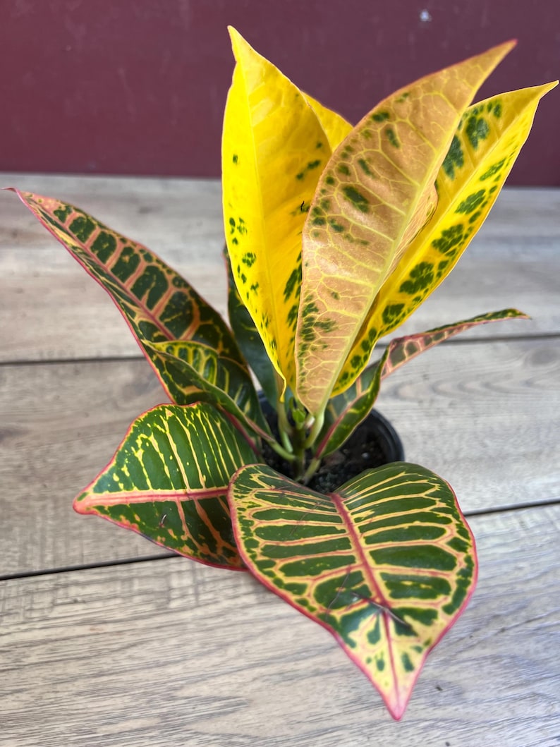 petra house plant Croton Petra House Plant in 4" Pot, Colorful Variegated Foliage, Codia –  Jayme Garden