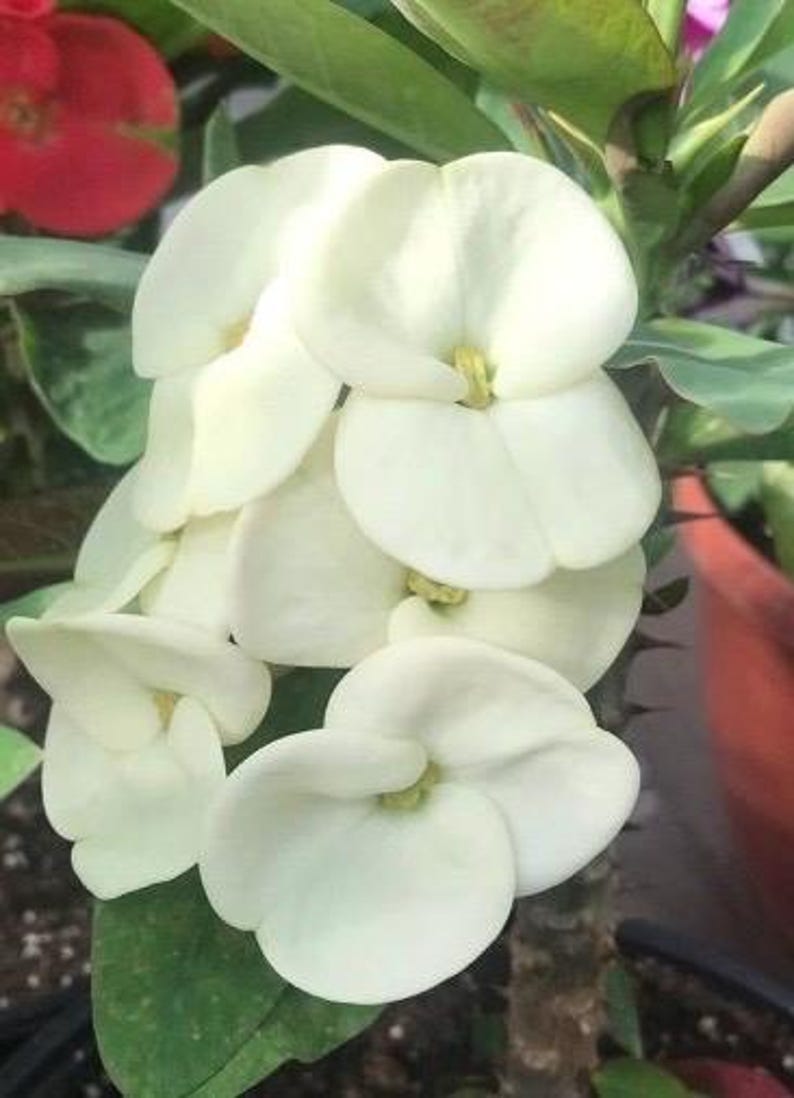 indoor crown of thorns plant Crown of Thorns Plant 6