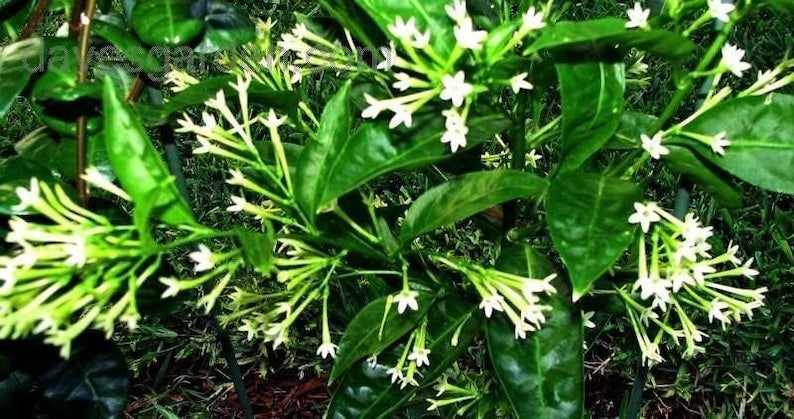 Night Blooming Jasmine Plant - 6" Pot - Cestrum Nocturnum - Fragrant Flowering Indoor/Outdoor Plant