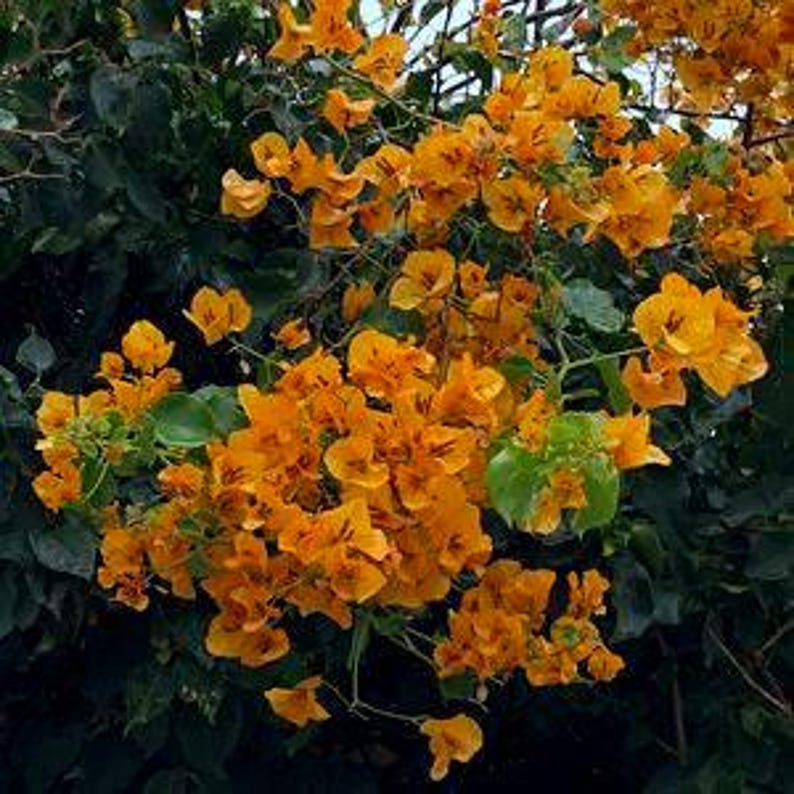 Bougainvillea Plant 3 Gal Pot California Gold Live Plant - Bougainvillea glabra