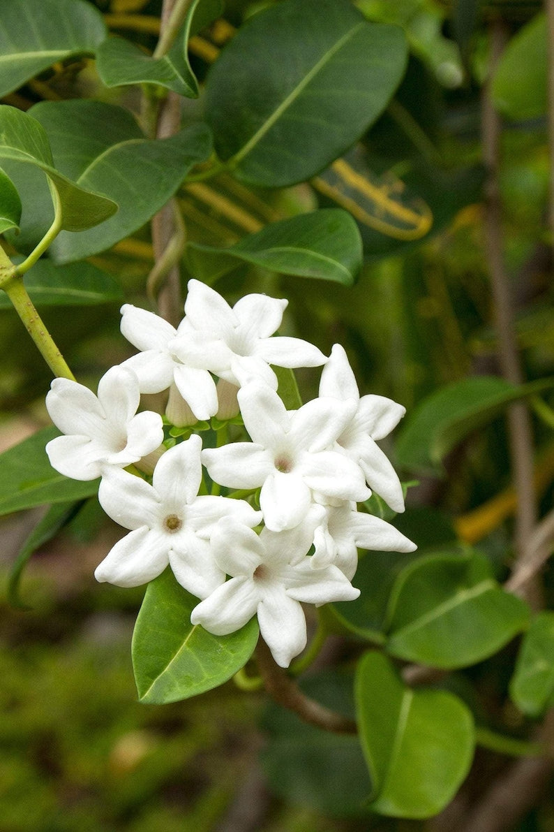 white jasmine plant indoor Madagascar Jasmine Plant - 3 Gallon Pot - Fragrant White Flowers