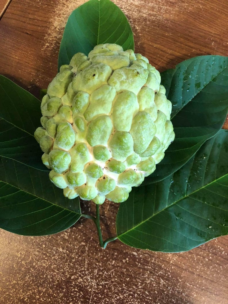Atemoya Fruit Tree - 2 Feet Tall - Priestly Variety - Annona squamosa