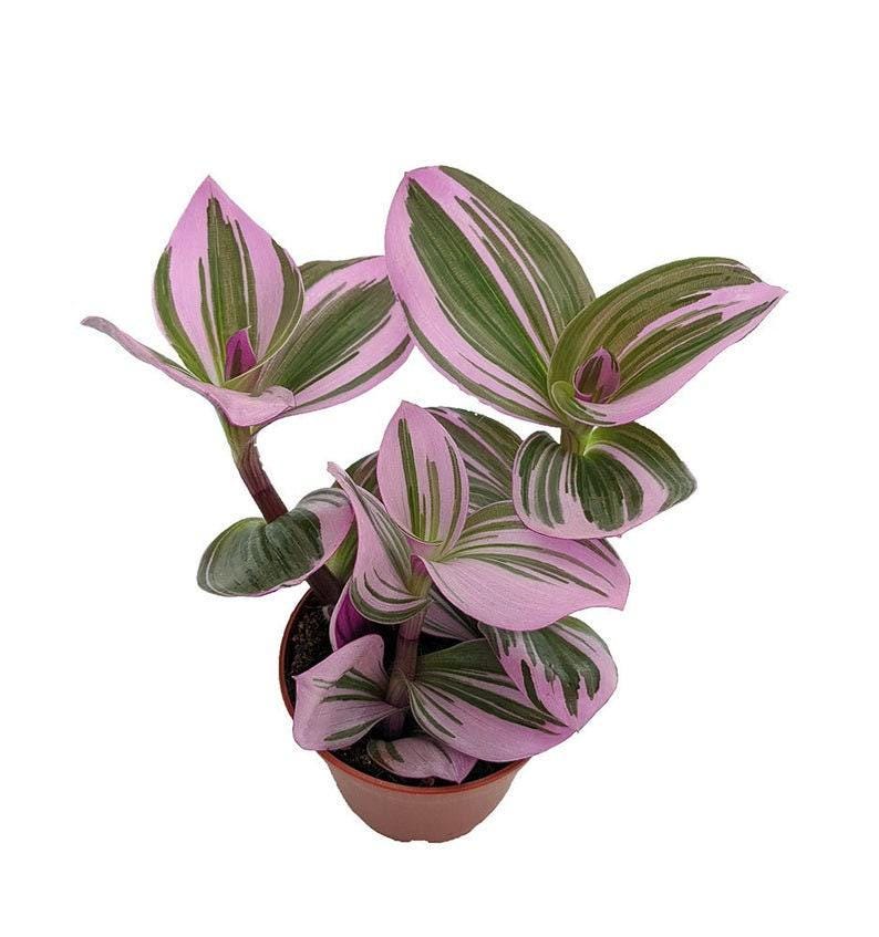Rare Nanouk Pink Wandering Jew Plant - Tradescantia - 6" Pot - Unique Indoor Houseplant - Decorative Foliage