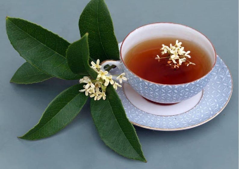 Sweet Olive Plant - 2 Feet Tall - Osmanthus Fragrans - Fragrant Tea Olive in 3 Gal Pot - Aromatic Garden Plant