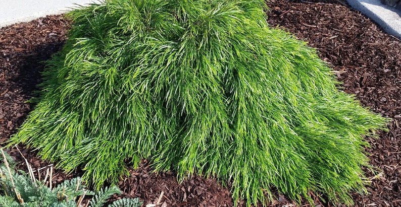 Cousin Itt Little River Wattle Plant - 4" to 6" - Acacia cognata - Evergreen with Blue-Green Foliage - Live Starter Plant