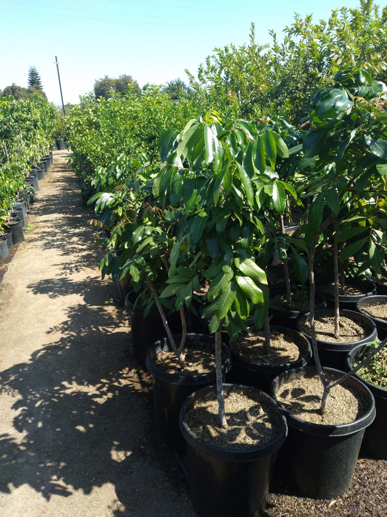 longan plant in pot Longan Live Plant 3-4 Feet Tall - Air Layered Tree with Good Roots