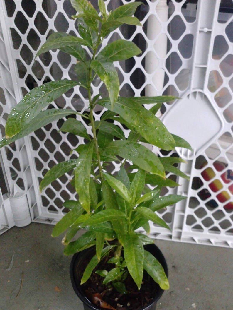 Night Blooming Jasmine Plant - 1 Gal Pot - Cestrum nocturnum - Fragrant Night-Blooming Cestrim for Gardens and Borders