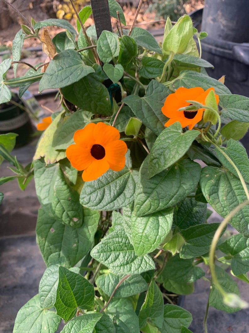 thunbergia alata plants Thunbergia Alata Vine - 2ft Orange Flowering Plant in 1 Gallon Pot