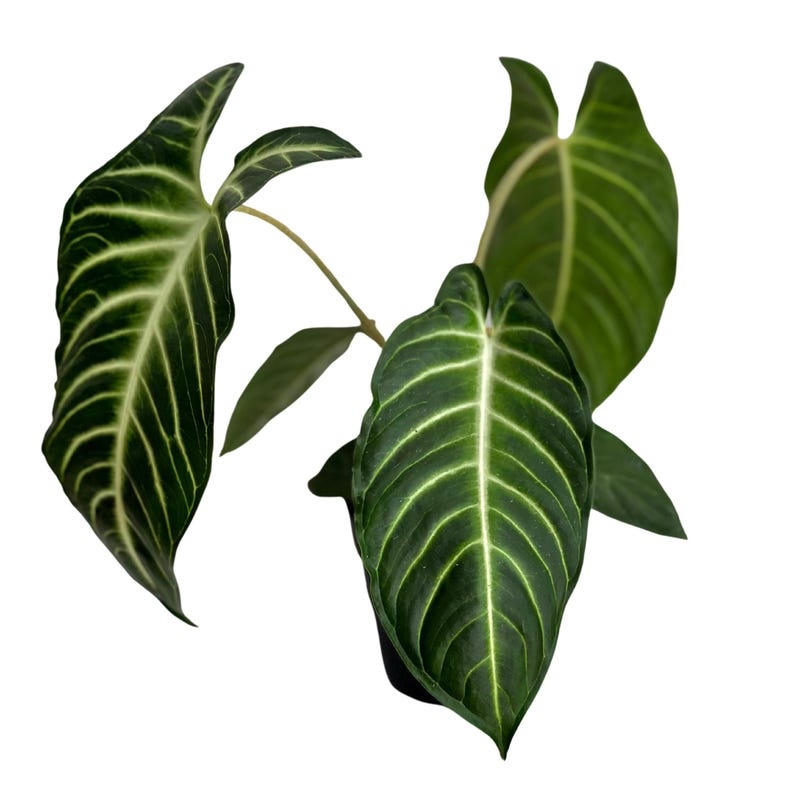 Xanthosoma Lindenii Live Plant Rare Tropical Houseplant Rooted Indoor Foliage Plant in 4 Inch Pot