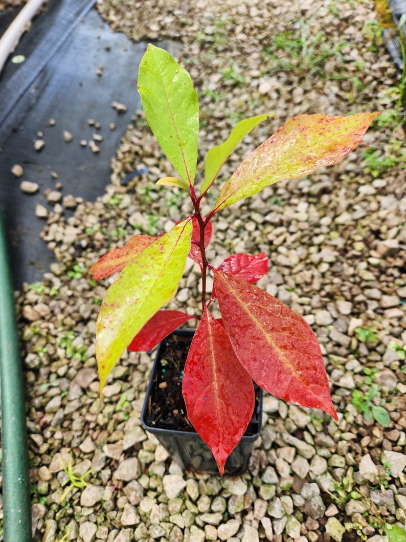 Blackgum Tree 4" Container, Nyssa Sylvatica, Native Tree with Stunning Fall Foliage, Zones 3-9, 6-12" Height