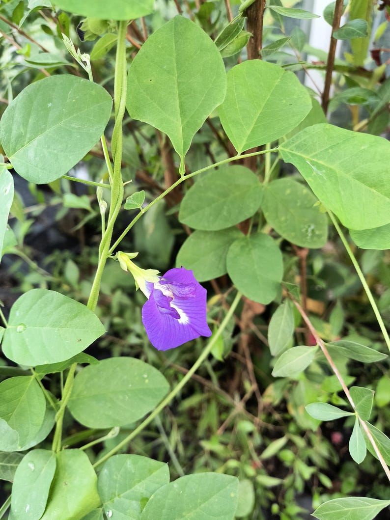 Aprajita Flower Plant Vine in Half Gal Pot - Organic Blue Pea, Butterfly Pea, Asian Pigeonwings (Clitoria ternatea)