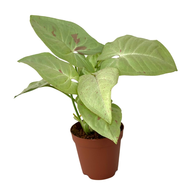 Syngonium Milk Confetti Live Plant Pink Variegated Arrowhead Rooted 2 Inch Houseplant Gift Decor