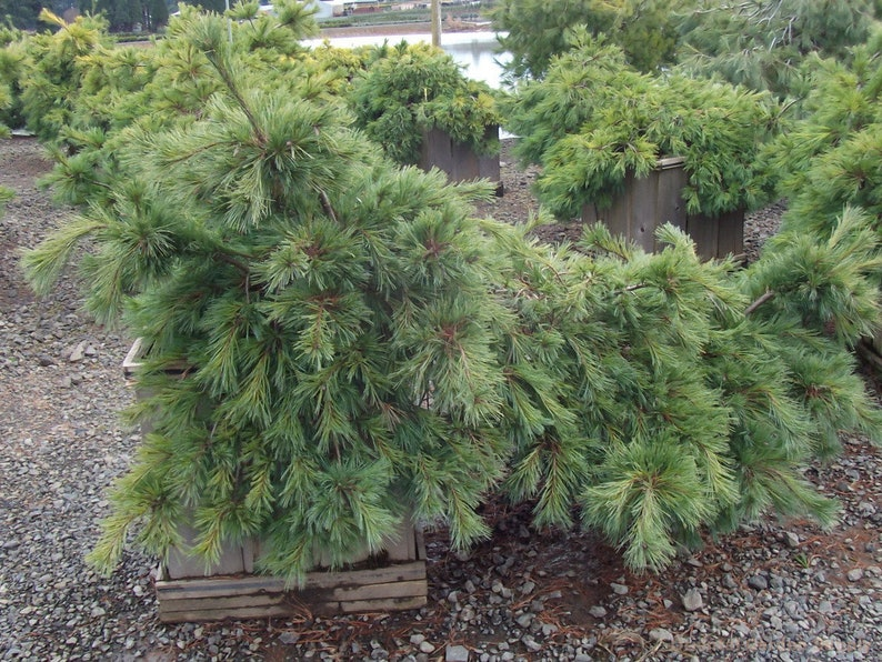 Weeping White Pine ‘Niagara Falls’ 12” Live Plant – Pinus strobus Evergreen in 1 Gallon Pot for Garden Landscape