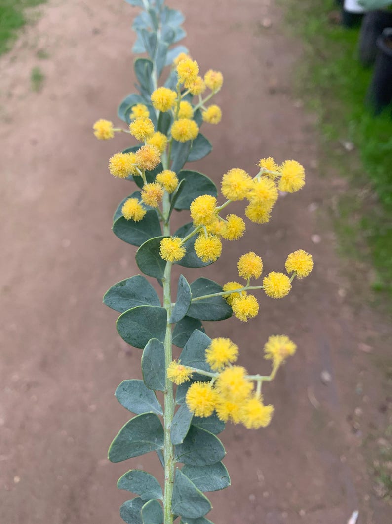 Acacia Cultriformis Live Plant - 1 Gallon Pot - 1 Foot Tall - Australian Wattle - Hardy Ornamental Plant