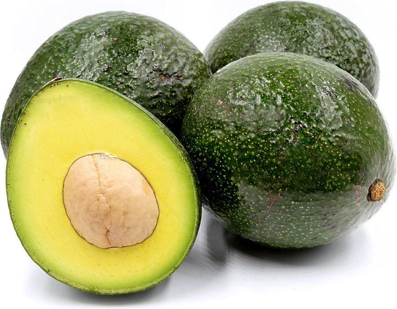 Grafted Reed Avocado Tree - 2 Feet Tall - 6" Pot - Persea americana - Indoor/Outdoor Plant