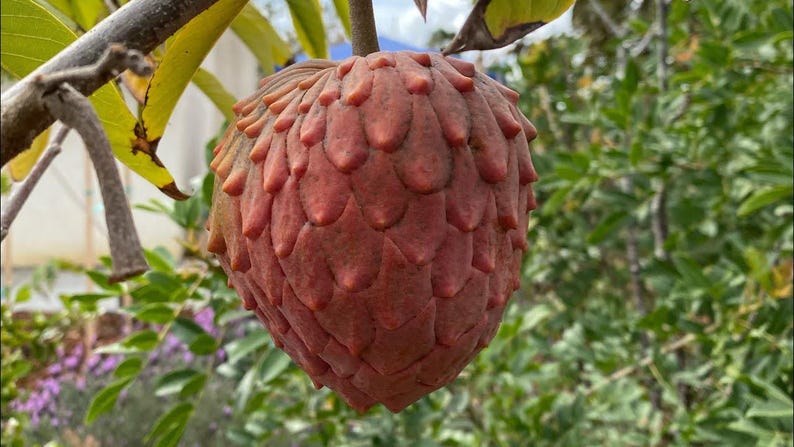 Atemoya Geffner Variety Tropical Fruit Tree Plant - Exotic Landscape Tree