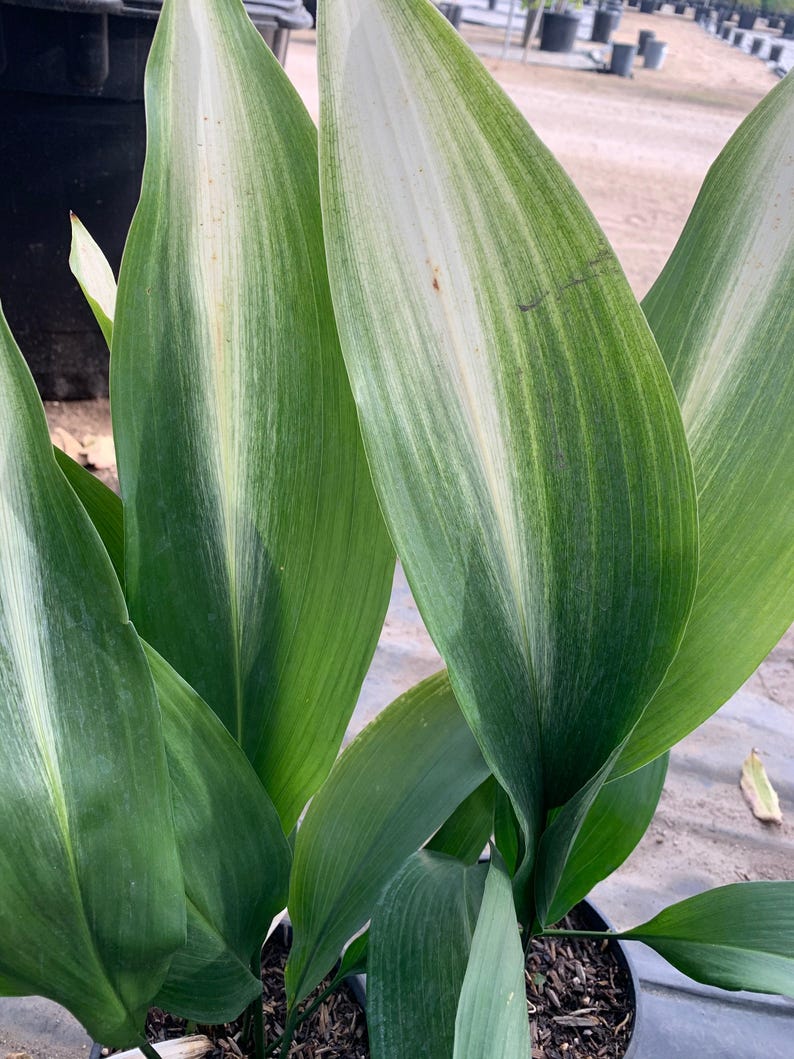 Cast Iron Plant 6" Pot Variegated 'Asahi' 5-8 Stems Aspidistra elatior